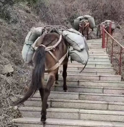 黄冈骡马运输