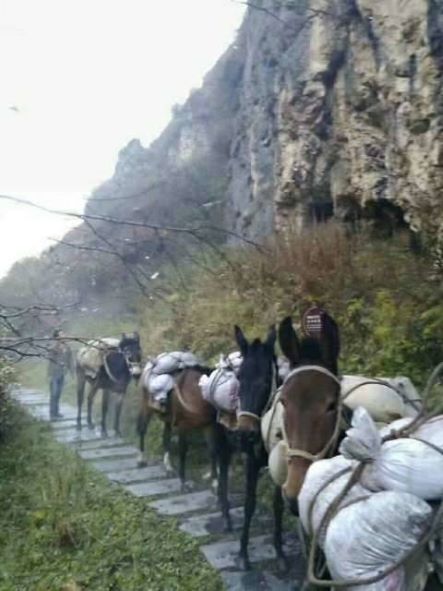 黄冈骡子运输队